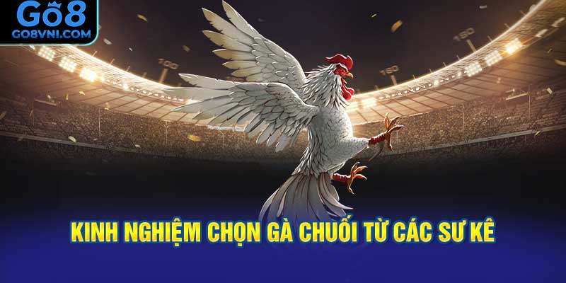 Kinh Nghiệm Chọn Gà Chuối Từ Các Sư Kê